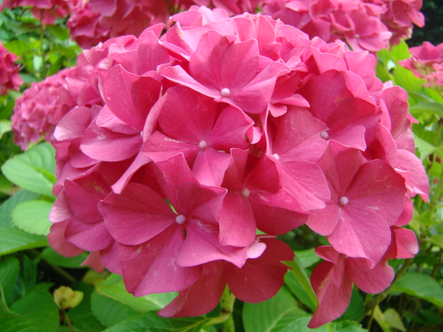 Hydrangea macrophylla